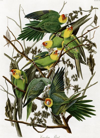 Carolina Parakeets by John James Audubon
